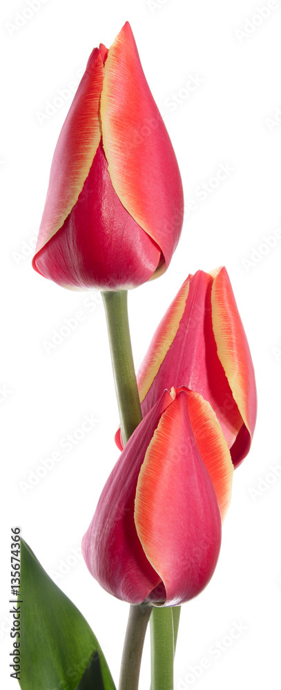 Fototapeta premium Tulips