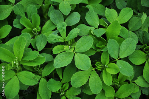 Wallpaper Mural Green background and texture of shamrock alfalfa crop Torontodigital.ca