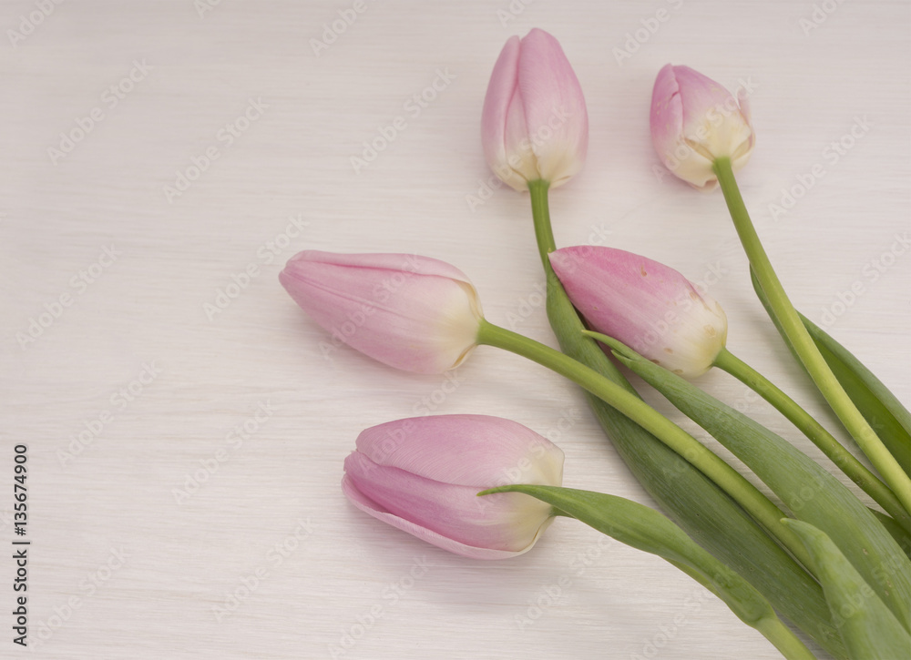 background with pink tulips. Bouquet of tulips on white wooden table. Tulips with copy space for text. background with pink tulips. Bouquet of tulips on white wooden table. Tulips with copy space for text.