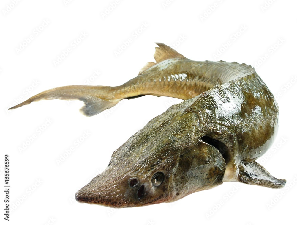 Fresh fish sterlet, isolated on white background Fresh fish sterlet, isolated on white background