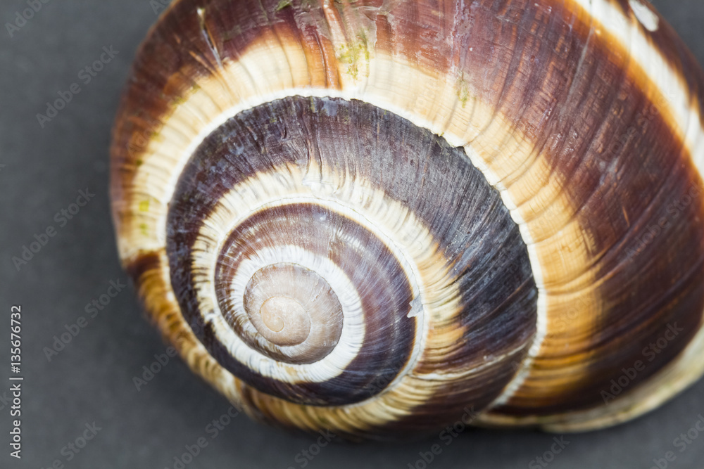 Orchard snail (Helix pomatia) - shell with dark background
Orchard snail (Helix pomatia) - shell with dark background