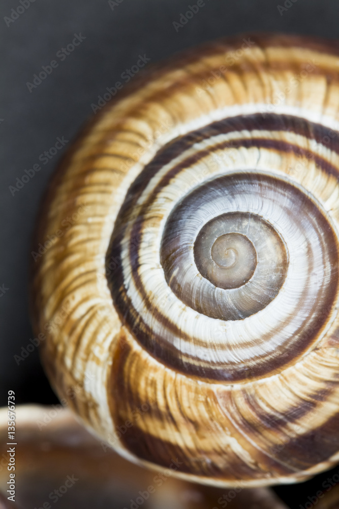 Orchard snail (Helix pomatia) - shell with dark background
Orchard snail (Helix pomatia) - shell with dark background