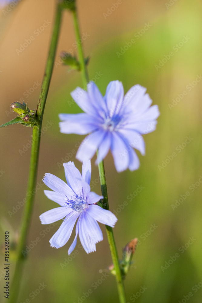 Cichory (Cichorium intybus) plant with flowers on natural background
Cichory (Cichorium intybus) plant with flowers on natural background
