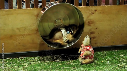 Prairie dog. photo