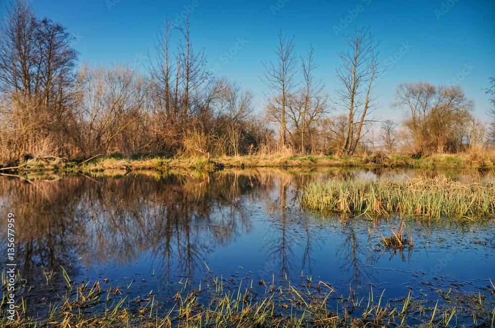 Marsh grass and trees on a blue water background. Marsh grass and trees on a blue water background.