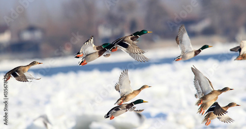 Flock of Mallard Ducks (Anas platyrhynchos) flying.A group of wild ducks flying above snow and ice covered river Danube,in Belgrade,Zemun,Serbia. 