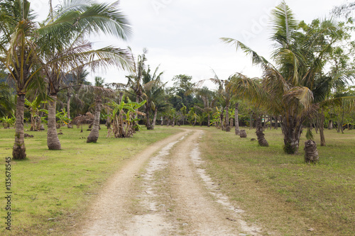 The road between palm trees