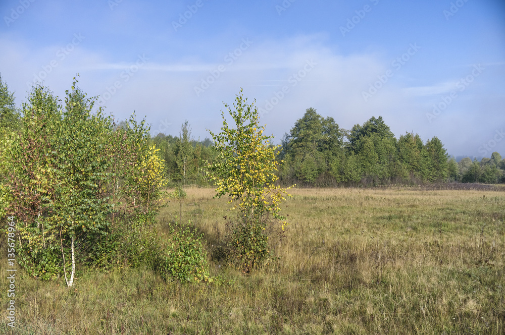 Autumn meadow. Bush.