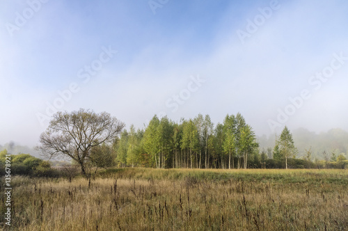 Autumn meadow. Bush.