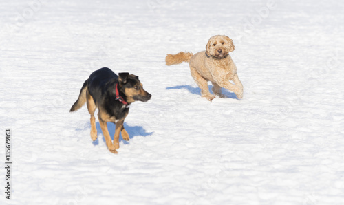 Fototapeta Naklejka Na Ścianę i Meble -  dogs in snow