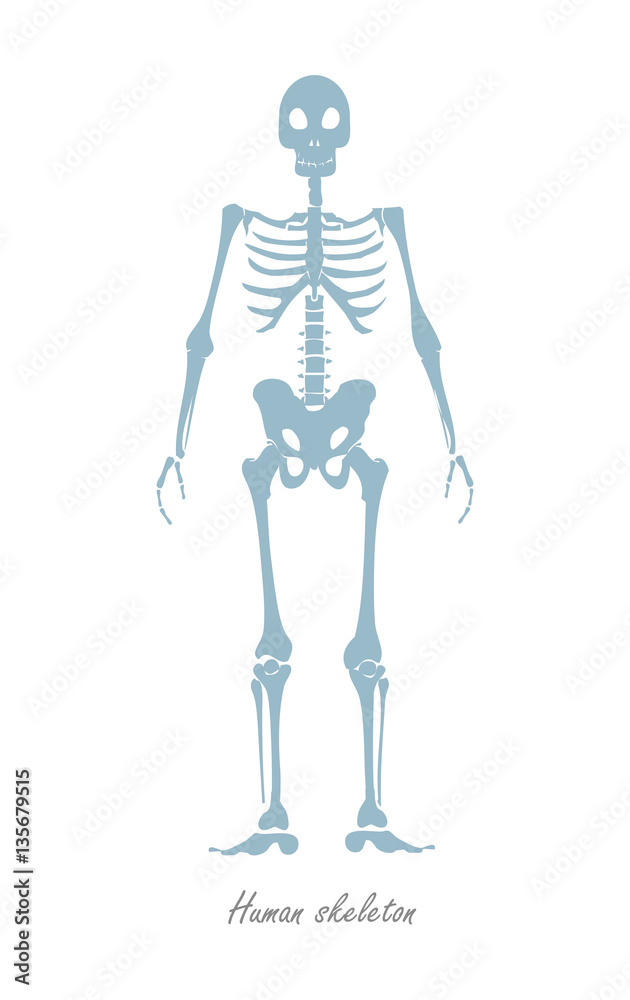 Human Skeleton Isolated on White. Human Body