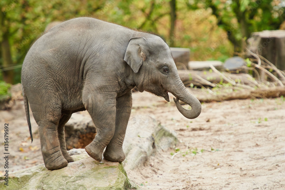 Fototapeta premium Young asian elephant