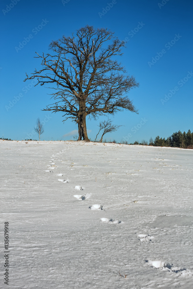 custom made wallpaper toronto digitalLonely winter oak with a string of footprints.