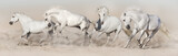 White horse herd run in desert dust. Light panorama for web