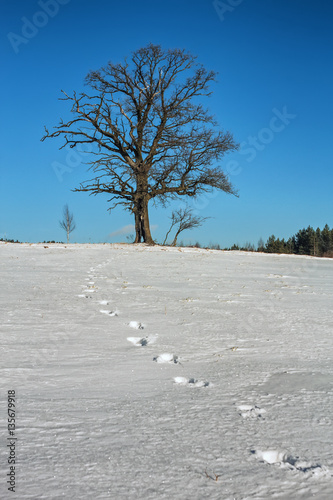 Wallpaper Mural Lonely winter oak with a string of footprints. Torontodigital.ca
