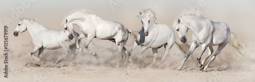 White horse herd run in desert dust. Light panorama for web