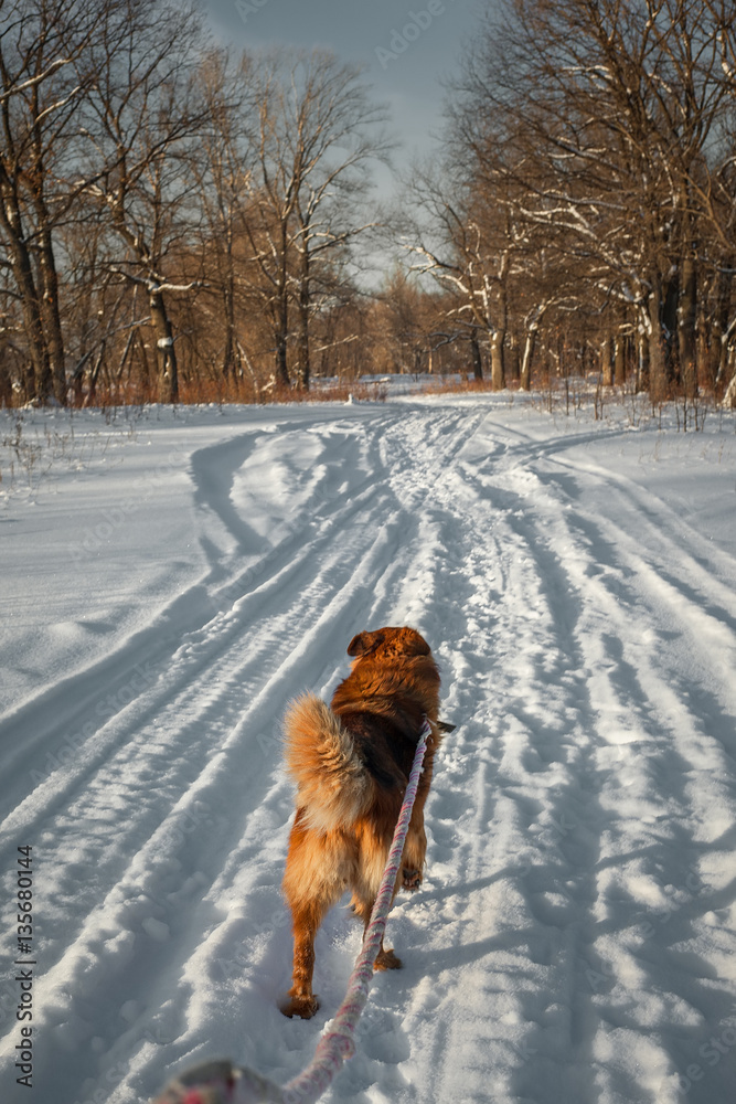 dog walking in winter