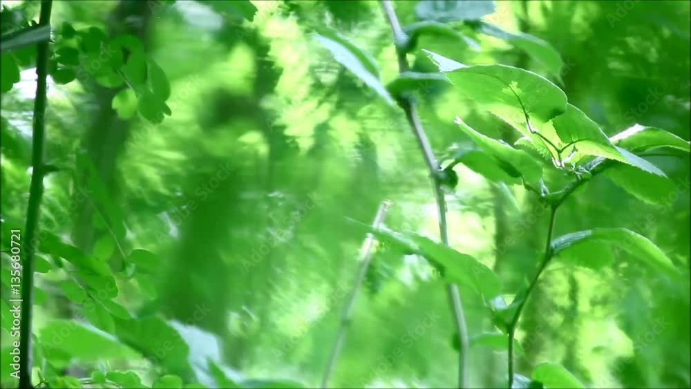 Green plants, flowers and vegetation with wind blowing, birds singing and other sounds from nature
Green plants, flowers and vegetation with wind blowing, birds singing and other sounds from nature