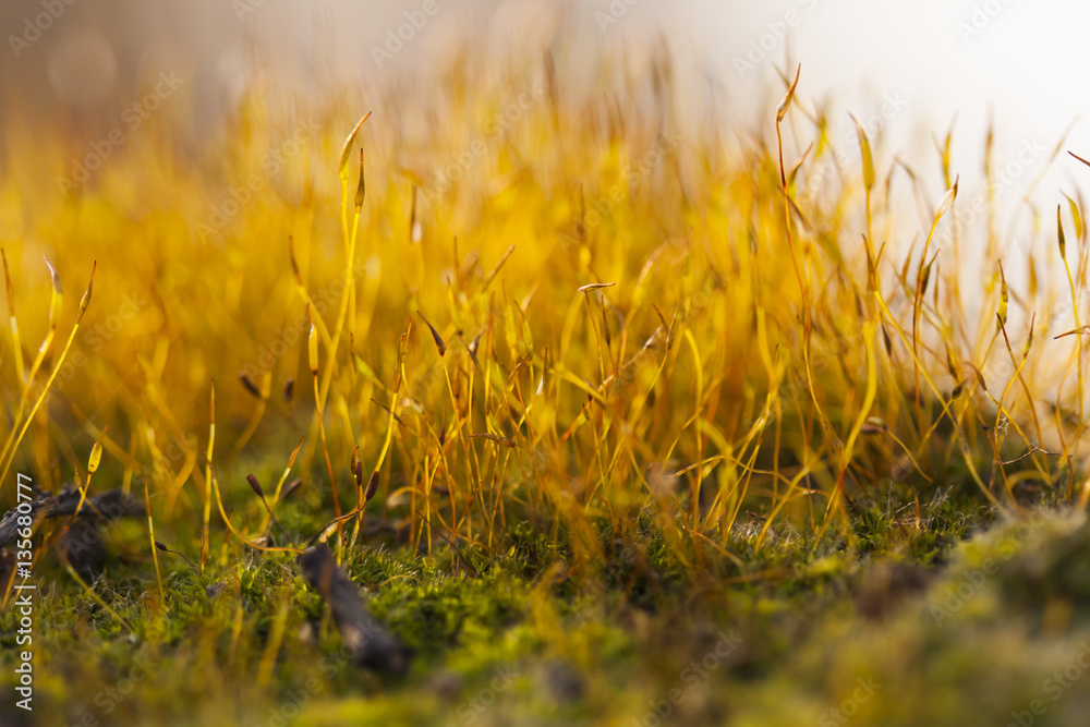 Moss flowers in spring with natural background
