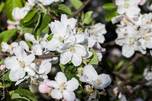 Spring blooming on apple tree branches