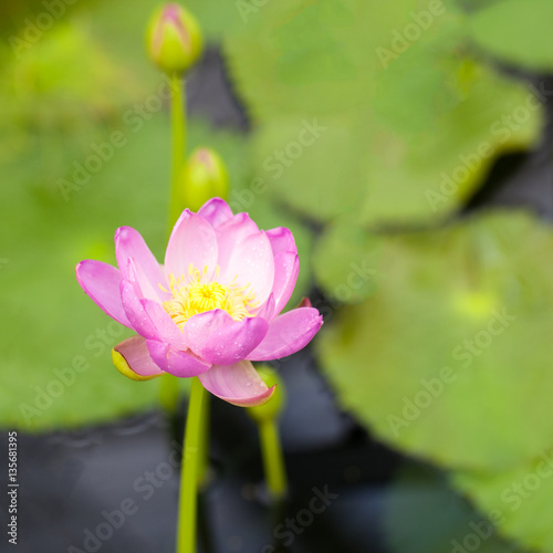 Beautiful  pink water lily from Kew Gardens - beautiful details and colors