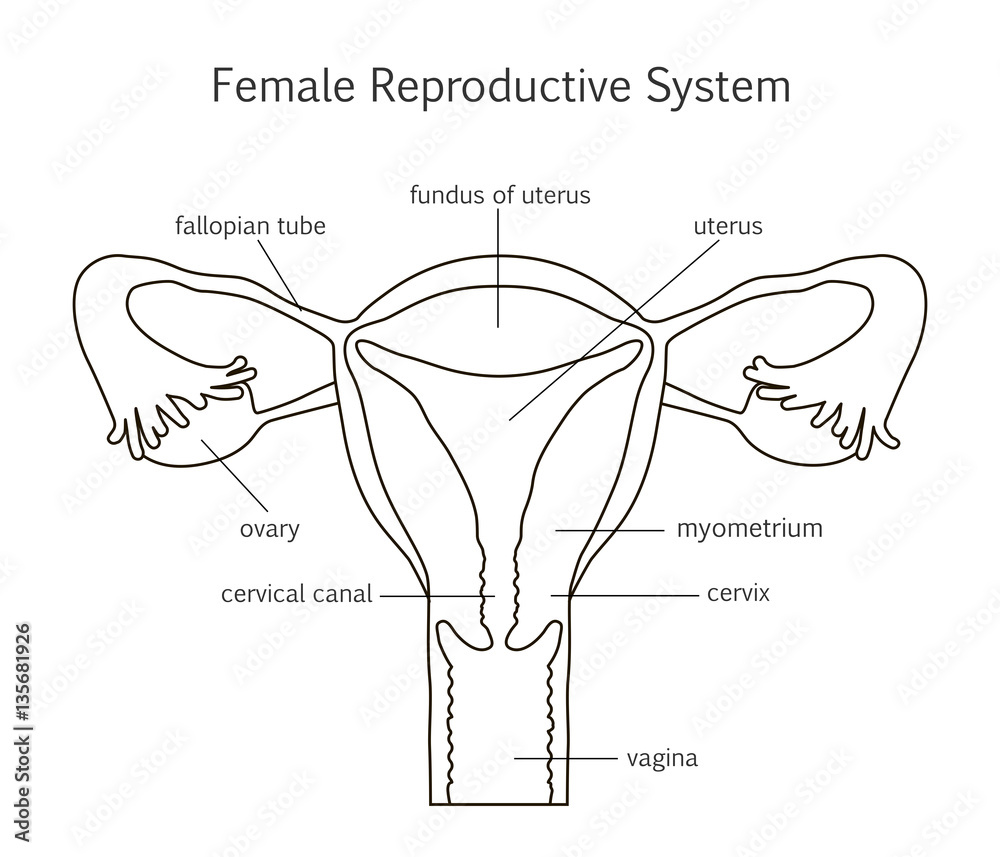 Female Reproductive System Line Icon Stock Vector | Adobe Stock