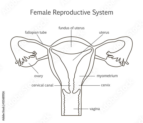 Female Reproductive System Line Icon
