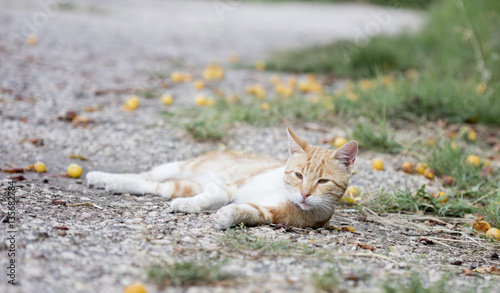 Fototapeta Naklejka Na Ścianę i Meble -  wild street cat
