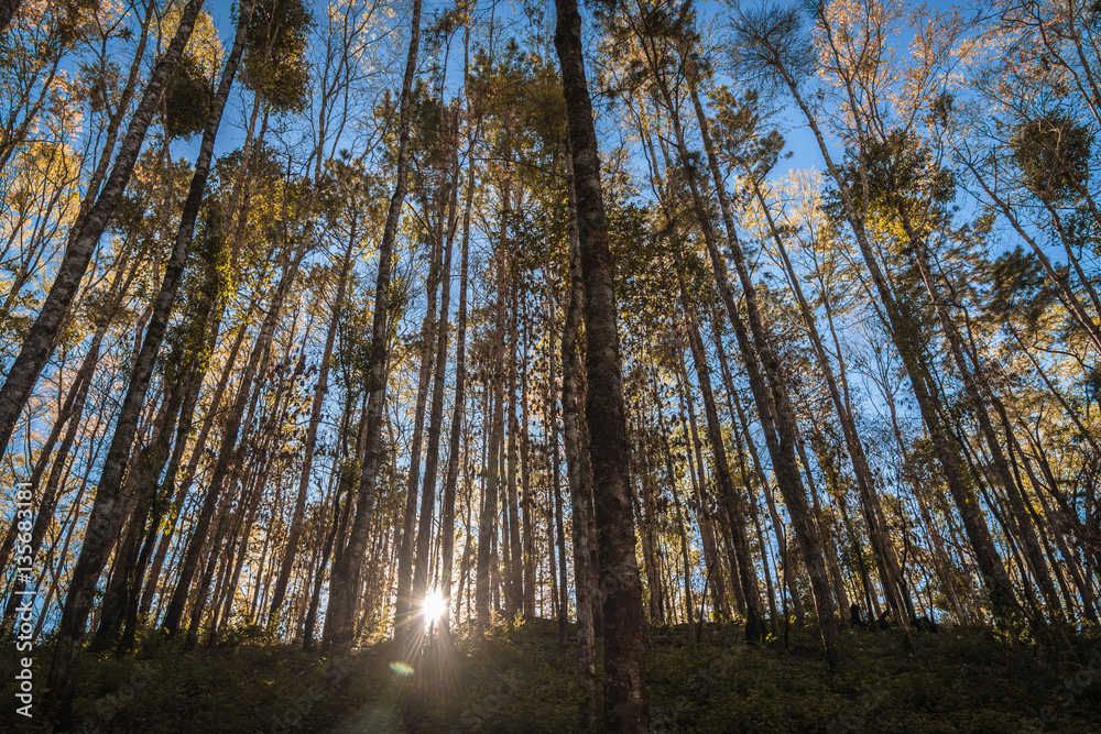 Obraz premium Forest rim light