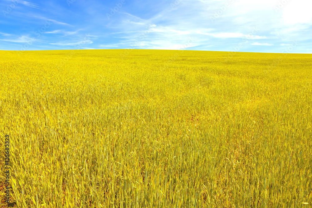Ripe grain field in summer with blue sky