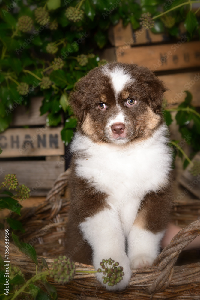 Obraz premium Ein süßer Australian Shepherd Welpe steht in einem Weidenkorb, die Pfoten auf den Rand gelegt, Blick in die Kamera, im Hintergrund Pflanzen und Holzkisten.