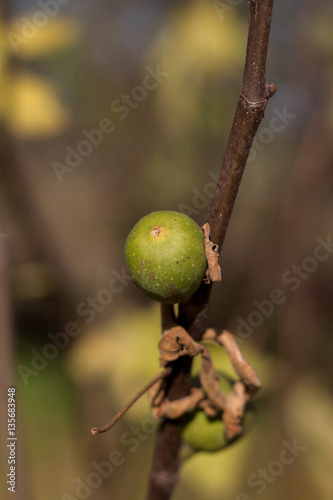 Figs on a branch