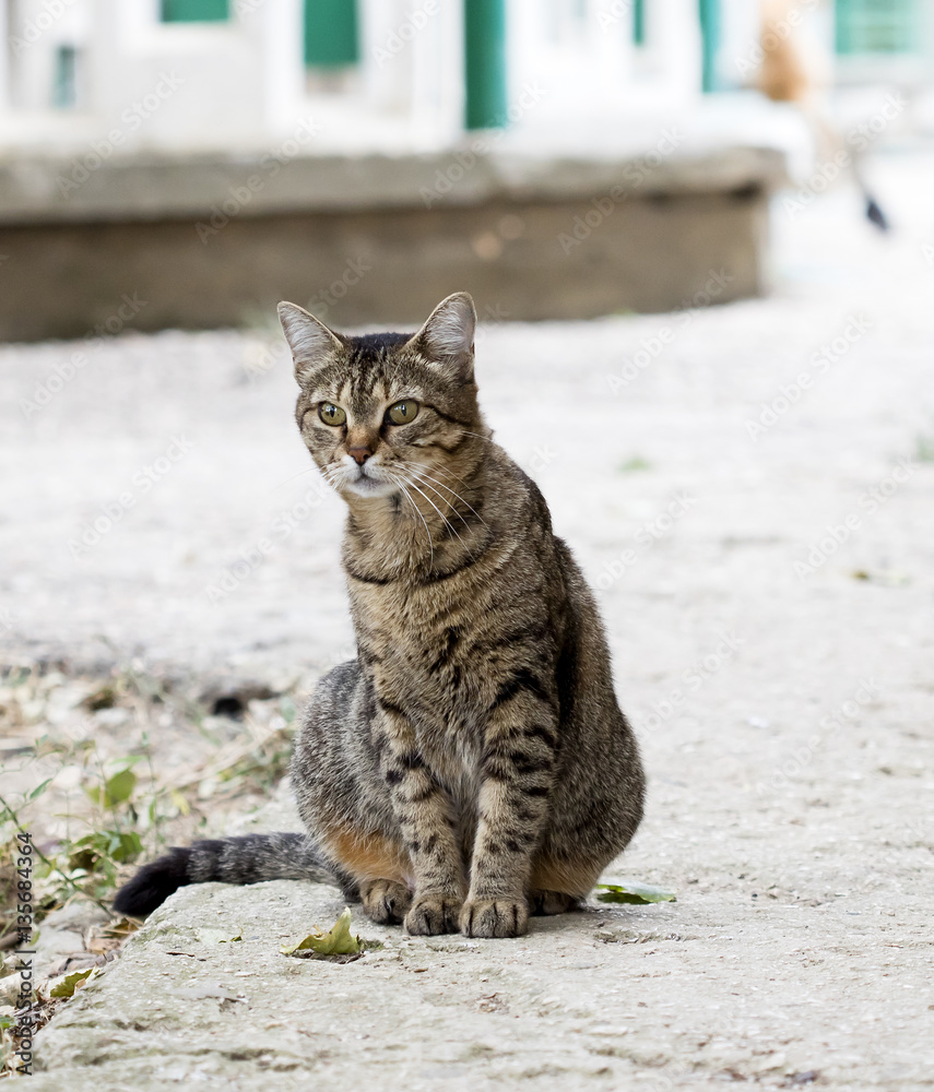 wild street cat
