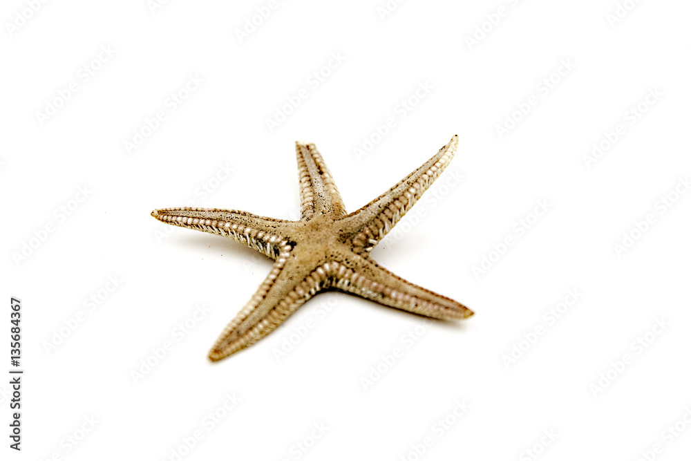 Estrella de mar