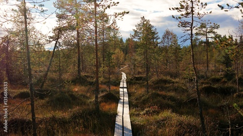 Path trought Oulanka national park, Finland photo