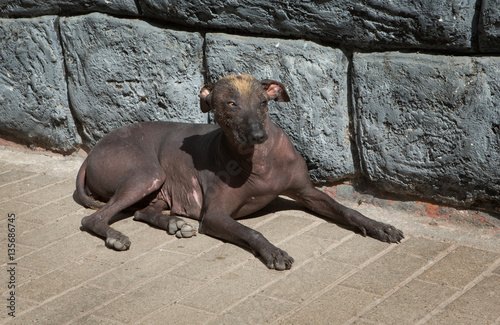 Hairless dog. Naked dog. Ollyantambo Peru. Peruvian Hairless Dog, Peruvian viringo. Peruvian Inca Orchid. Chimú dog photo