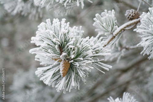 Snowy branch pine with cone in winter
