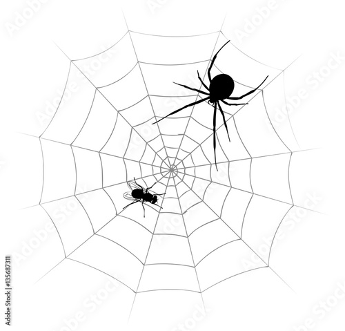 Spider with fly.