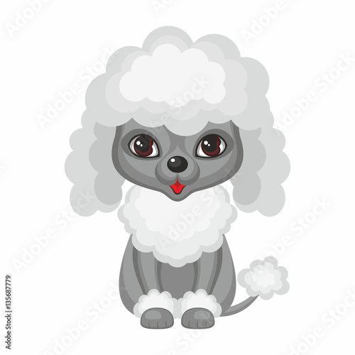 Poodle. Vector image of a cute purebred dogs in cartoon style.