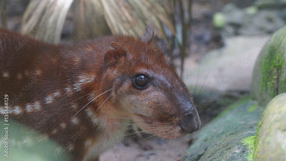 Approach to the head of the Guanta in the El Coca Zoo. Scientific name:  Agouti paca Stock Photo | Adobe Stock