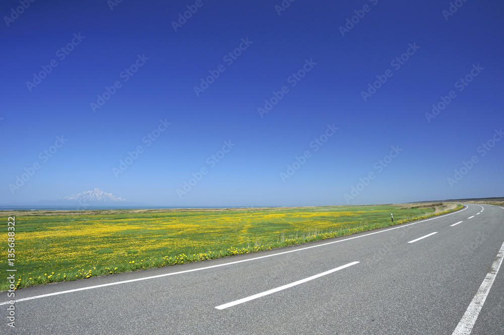 Fototapeta premium タンポポ咲く道