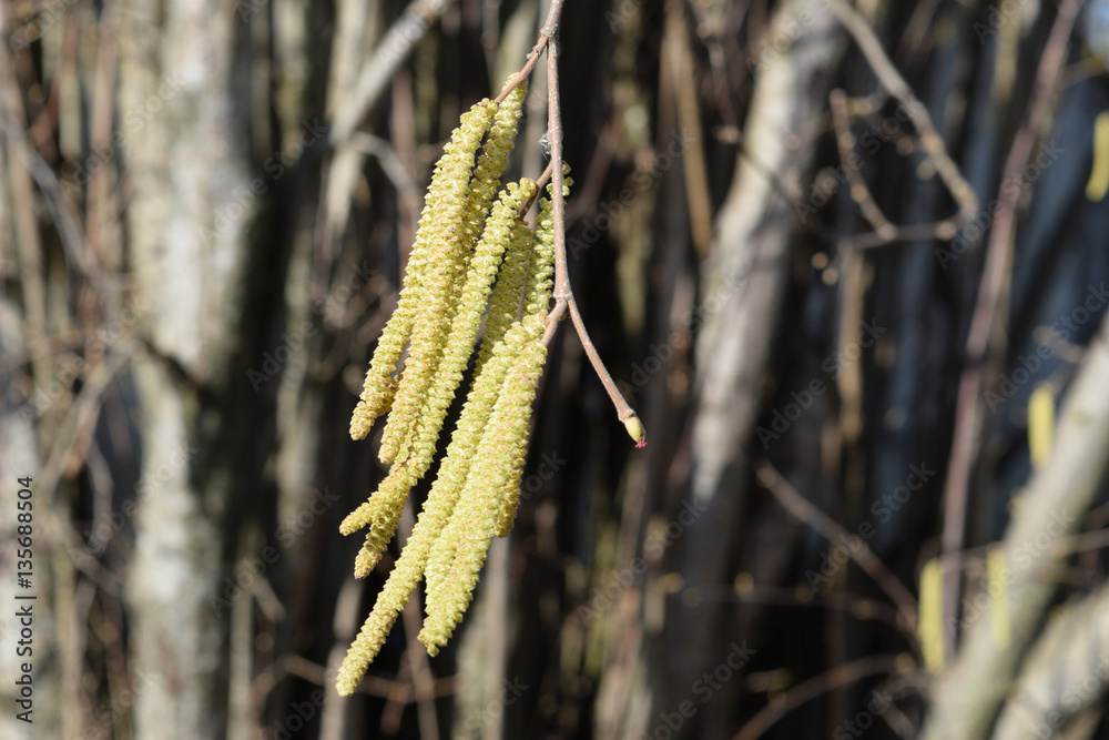 Fototapeta premium Flowering hazel hazelnut