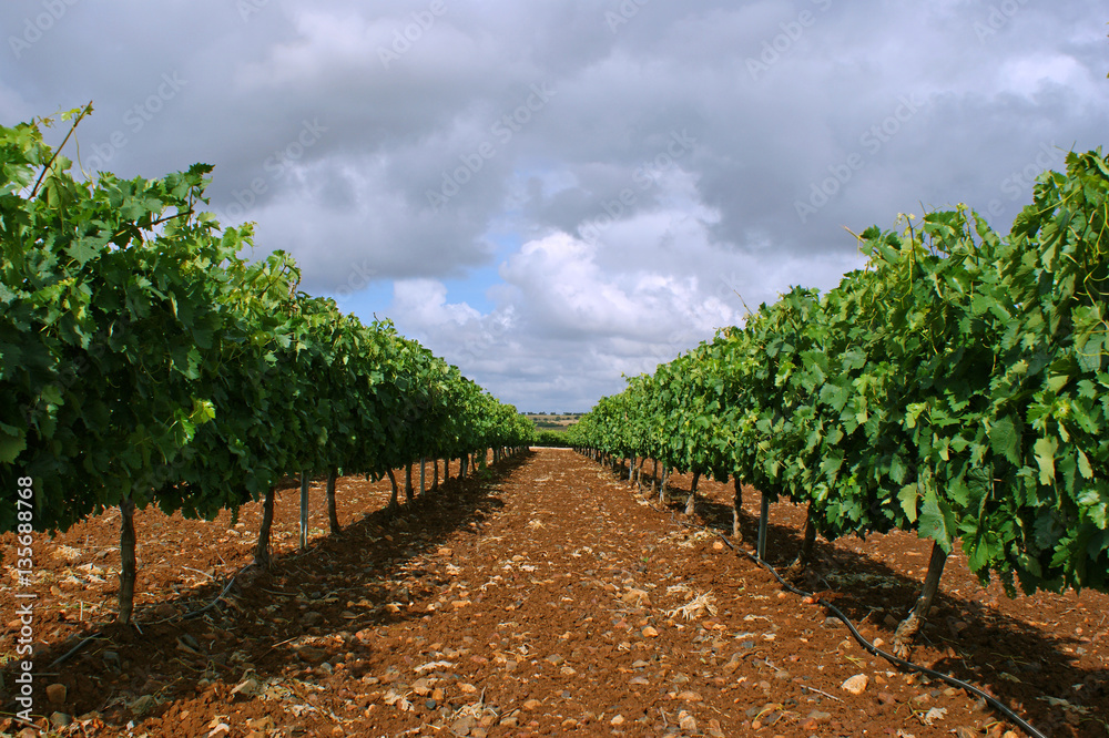 Irrigated vineyard on trellis with cloudy sky background (2)