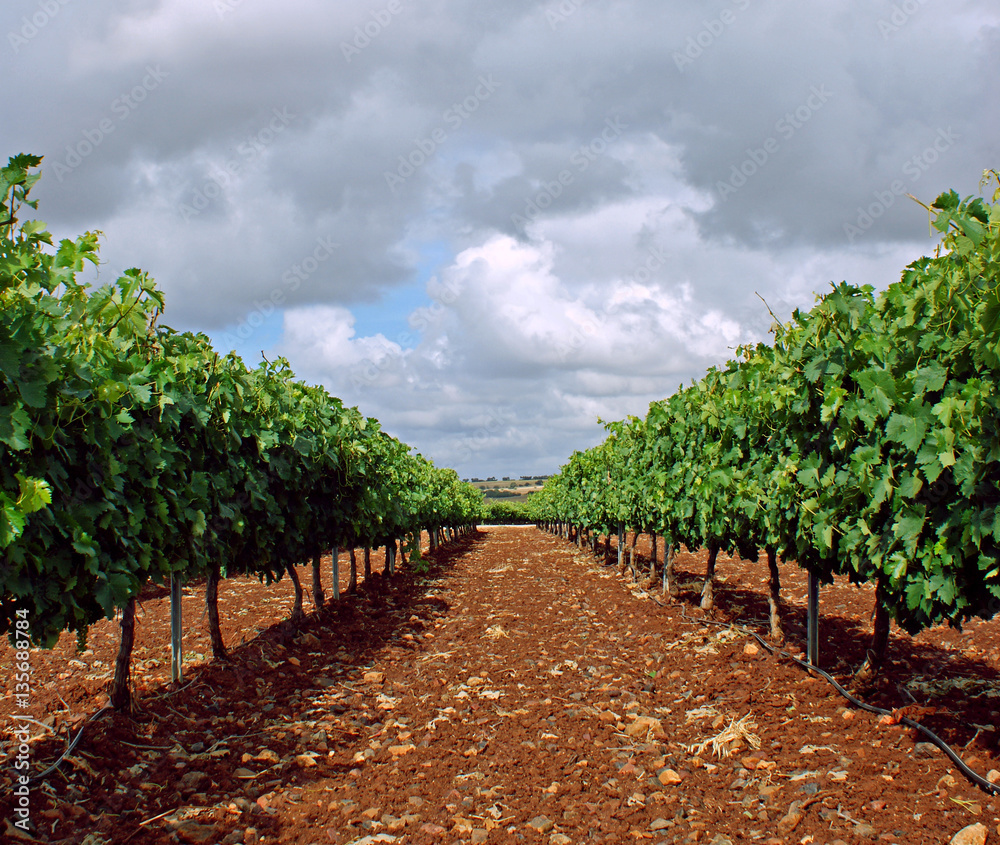 Irrigated vineyard on trellis with cloudy sky background (3)