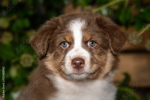 Portrait von einem hübschen Australian Shepherd Welpen im Hintergrund Pflanzen und Holzkisten