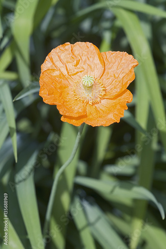 Iceland poppy (Papaver nudicaule). Another scientific names are Papaver croceum, Papaver miyabeanum, Papaver amurense and Papaver macounii photo