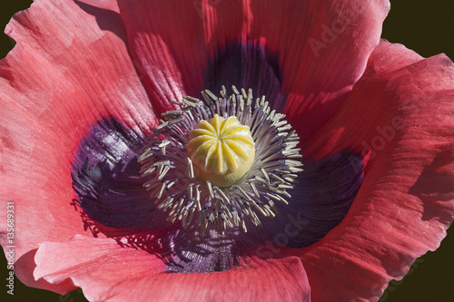 Opium poppy (Papaver somniferum). Called Garden poppy also. Another scientific name is Papaver paeoniflorum photo