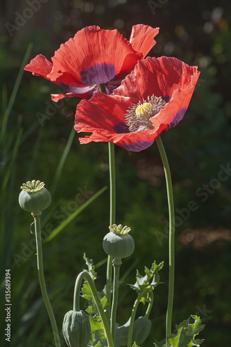 Opium poppy (Papaver somniferum). Called Garden poppy also. Another scientific name is Papaver paeoniflorum photo