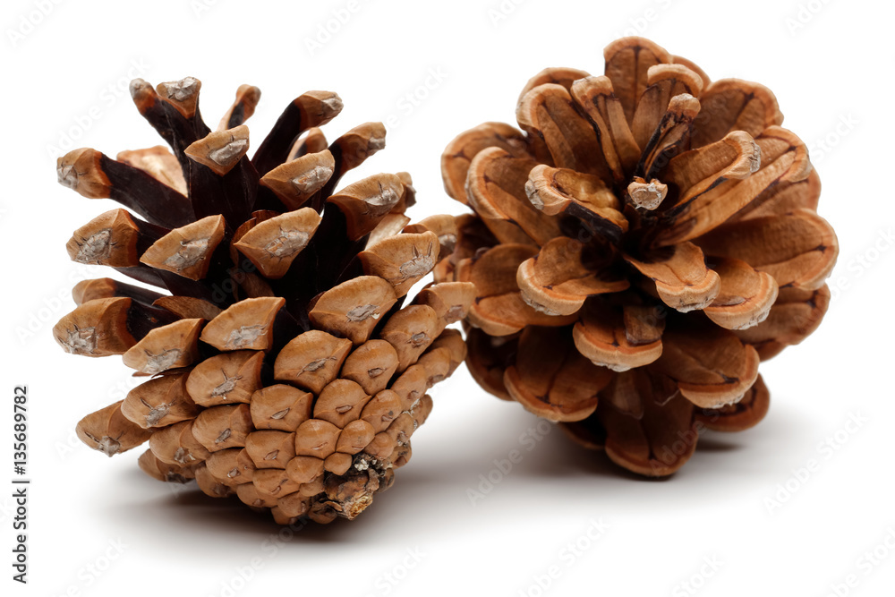 Pine cones Pine cones