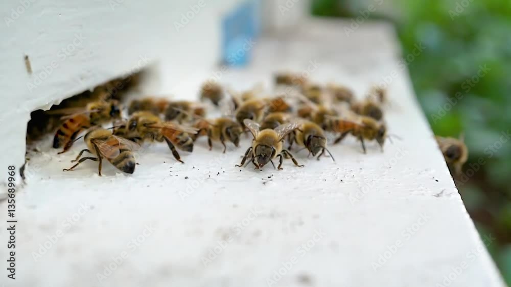close up bees at front beehive beekeeper, honeycomb in a wooden frame close up bees at front beehive beekeeper, honeycomb in a wooden frame